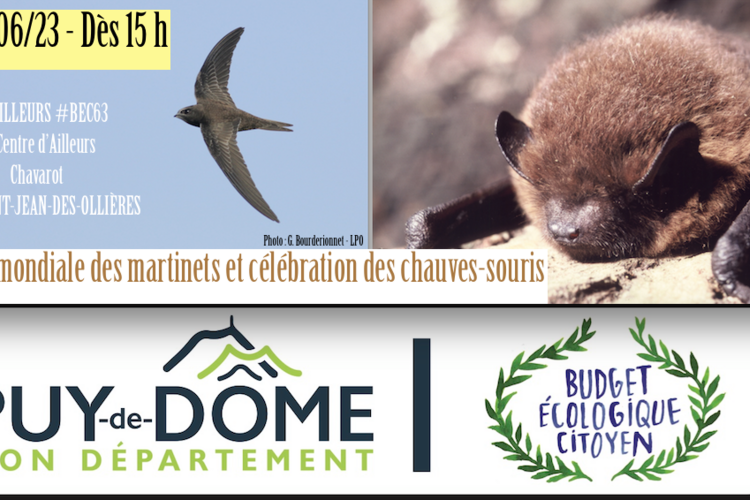 Journée_Martinets_Chauves-souris.png