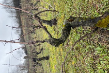 VIGNES